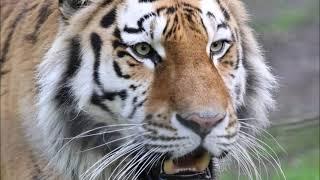 Bescherung für den Tiger im Tierpark Chemnitz