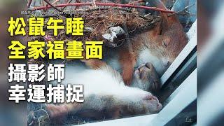 松鼠午睡全家福畫面 攝影師幸運捕捉 - 可愛動物 - 國際新聞