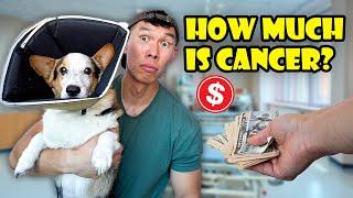 This is How Much My CORGI'S Cancer Treatment Cost || Life After College: Ep. 783