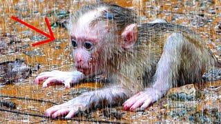 ohGod..! Cute Monkey. What Happened Baby...? | Summary | Nice Clip Baby Monkey | TOP TV Monkeys