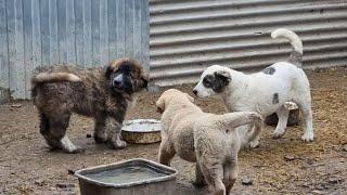 Caucasian Volkodav Puppies are SO CUTE! [E08]