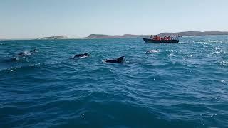 Dolphins near Hengam Island in Iran