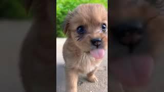 Cute dog  #trending #video #like video dog lovers ️