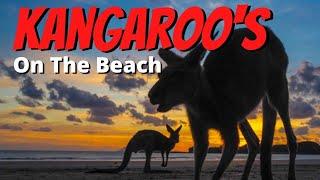 CAPE HILLSBOROUGH | Kangaroos on Beach at Sunrise, Caravan Park Tour & Wedge Is | Near Mackay QLD