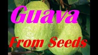 How to Germinate Guava Seeds.  Grow Your Own Guava Trees and Fruits.