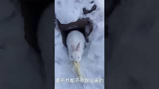 RABBIT, OMG Animals SOO Cute! AWW Cute baby animals, CUTEST moment of the Animal Planet 兔子 #413