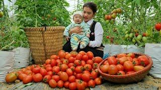 Warmth when mother and child are together & Harvest Tomatoes to sell - Cooking Fish in Tomato Sauce
