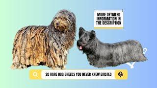 20 Rare Dog Breeds You Never Knew Existed   