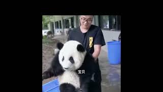 快乐熊猫治愈系列 丫丫的北动邻居萌兰的成精之路Happy Panda Healing Series: Meng Lan, YaYa's future new neighbor menlan