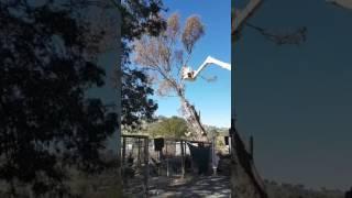 Cutting the tree next to the house down