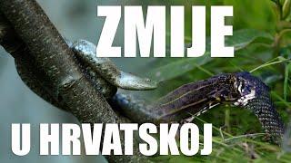 Zmije u Hrvatskoj