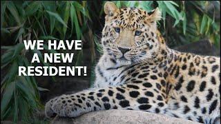 We have a NEW RESIDENT! - The Big Cat Sanctuary