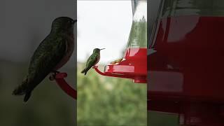 The Fascinating Secrets of Hummingbirds!  You Will Admire These Tiny Birds! 