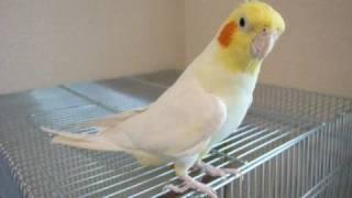 Cockatiel sings Theme of Chocobo(Final Fantasy)　FF「チョコボのテーマ」をオカメインコが歌ってみた