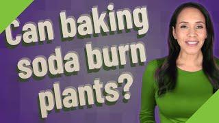 Can baking soda burn plants?