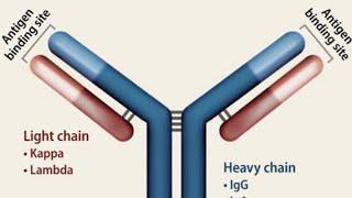 Antibody Structure | Immunoglobulins Classes |Immunology