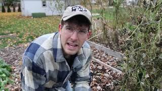 AMAZING Century Old Composting Technique Taught to Pilgrims from Native Americans