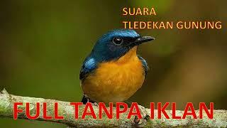 Masteran Tledekan Gunung | Sikatan Gunung | Full Tanpa Iklan