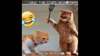 I am going to kill ur family ️#fypシ #roadto1k #funny #cats #makethisgoviral #itried