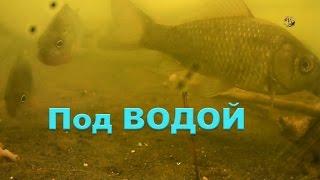 На Рыбалке на озере Карасун. Под водой, ловил поплавочной удочкой. Подводная съемка