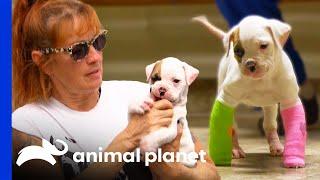 Adorable Rescue Puppy Relearns How to Walk | Pit Bulls & Parolees