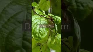 Daily Calm | Soothing Rain Sound on Dying Leaves #argamon #am