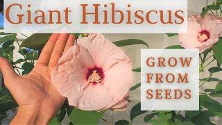 Growing Giant Hibiscus from seeds in pot!