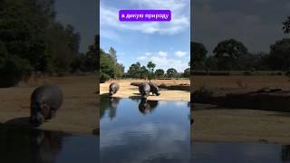 БЕГЕМОТЫ В КОЛУМБИИ