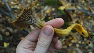 Trumpet Chanterelle (Craterellus tubaeformis)