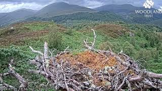 A little songbird (Wren) trills merrily on Loch Arkaig Osprey Nest One 21 Jul 2024