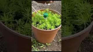 diy container irrigation System #shorts