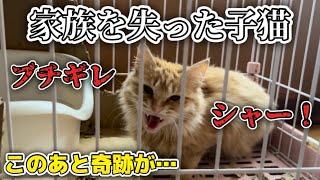 【子猫保護】顔を見ただけでブチギレる保護猫にまさかの結末が…