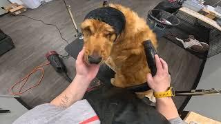 2024 FREE Golden Retriever Groom