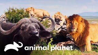 Los leones: Los reyes de la selva | Historias de grandes felinos | Animal Planet