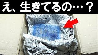 【悲報】自宅に危険生物を送り付けられて大変なことになりました...