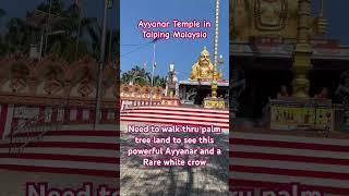 Powerful Ayyanar temple in Taiping.Nice and calm place.There is rare white crow.#Ayyanar