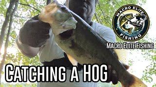 Catching a 5 Pound Bass Hog from the bank with an Ugly Stik