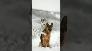 German Shepherd vs Husky Funniest Huskies | Best Videos #husky #doglovers #huskydog #shorts #dog