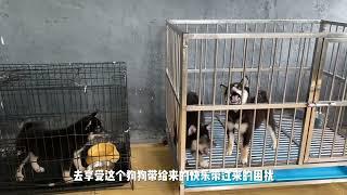 小孩子可以养狗狗吗？养柴犬带来的快乐和困扰有哪些呢？