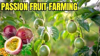 Passion Fruit Farming Business Plan | How to Grow Passion Fruit Step by Step | Passion Fruit