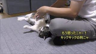 【閲覧注意・音注意】怒って猫キックしようと思ったら予想外の事態にビビる猫パパ・ママもびっくりしょんぼりしちゃうリキちゃん猫のおなら【リキちゃんねる　猫動画】Cat  キジトラ猫との暮らし