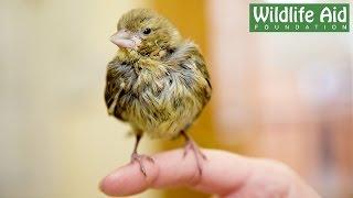 This Tame Bird was wrongfully hand-reared