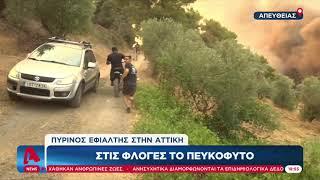 Στις φλόγες το Πευκόφυτο - Σώζουν πρόβατα και σκύλους από κτηνοτροφική μονάδα