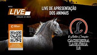 Live de Animais - 4º Leilão Criação Haras Laglória