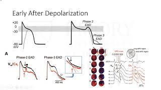 Sudden Cardiac Death and Channelopathies