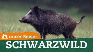 Tipps zum Ansprechen von Schwarzwild bei der Drückjagd | unser Revier | #76