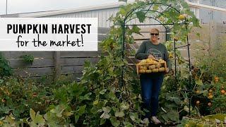 Pumpkin Harvest 2023!  Growing Pumpkins for Market - Sunshine and Flora Cut Flower Farm