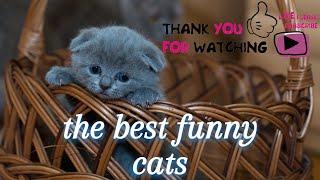 Funniest Cats Don't try to hold back Laughter  Funny Cats Life