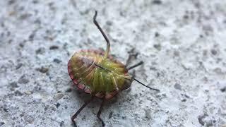 Plosnita verde a tomatelor - Imagini cu obiectiv macro