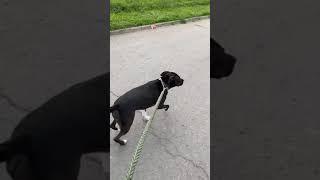 My dog pulling me so fast on my skateboard until a squirrel runs by and I bail hard!